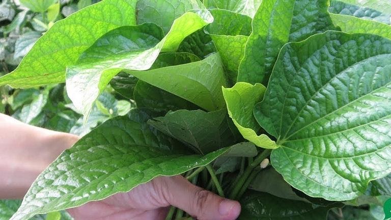 Chữa viêm da cơ địa bằng lá trầu không 1 phương pháp đông y cũng khá hiệu quả